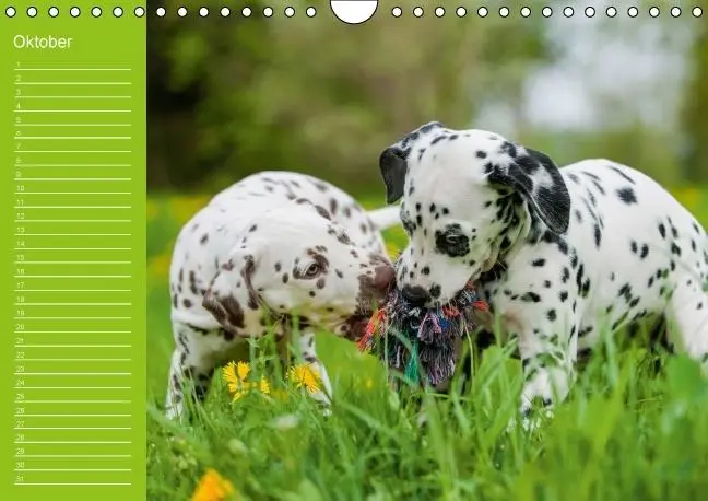 Bild: 9783660505818 | Dalmatiner - Ein immerwährender Geburtstags-Kalender (Wandkalender...