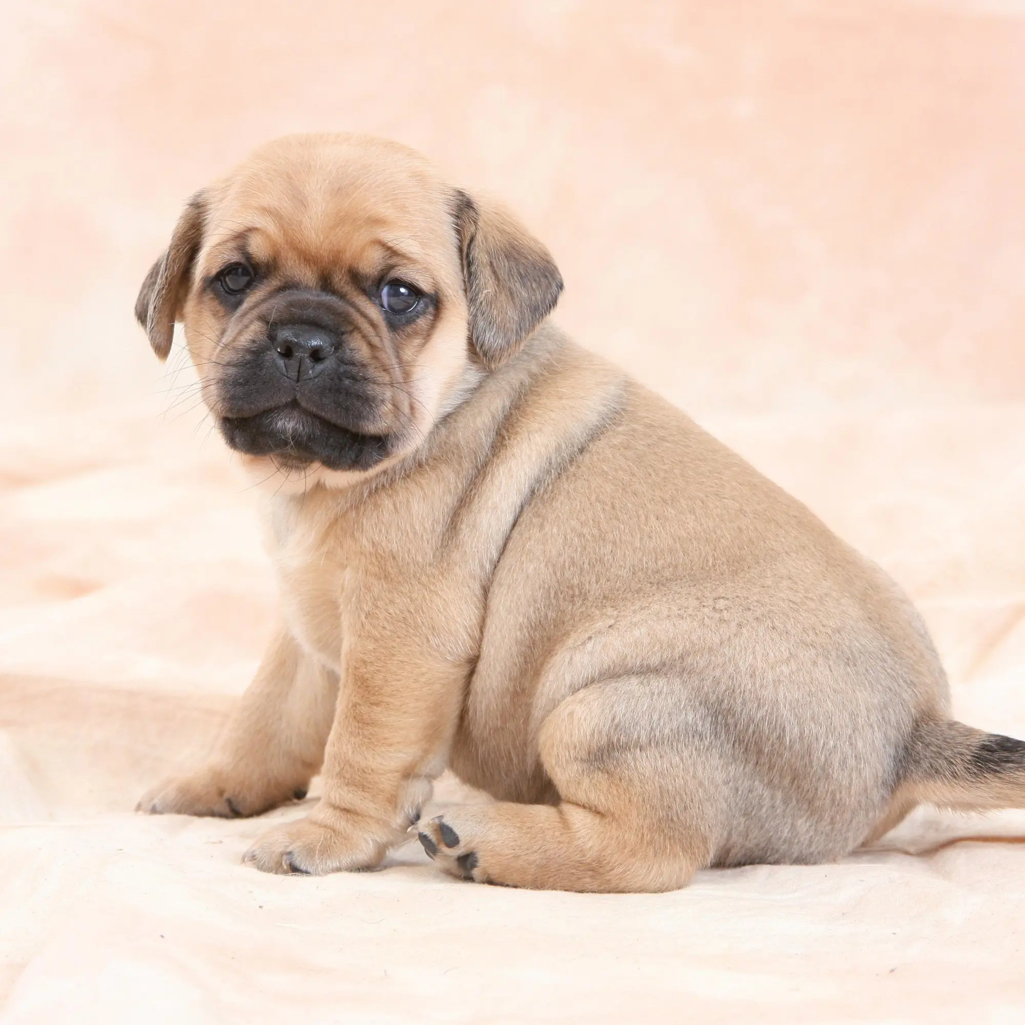 Bild: 9783959295918 | Möpse/Puglets 2026 | Kalender 2026 | Kalender | Artwork Edition | 2026