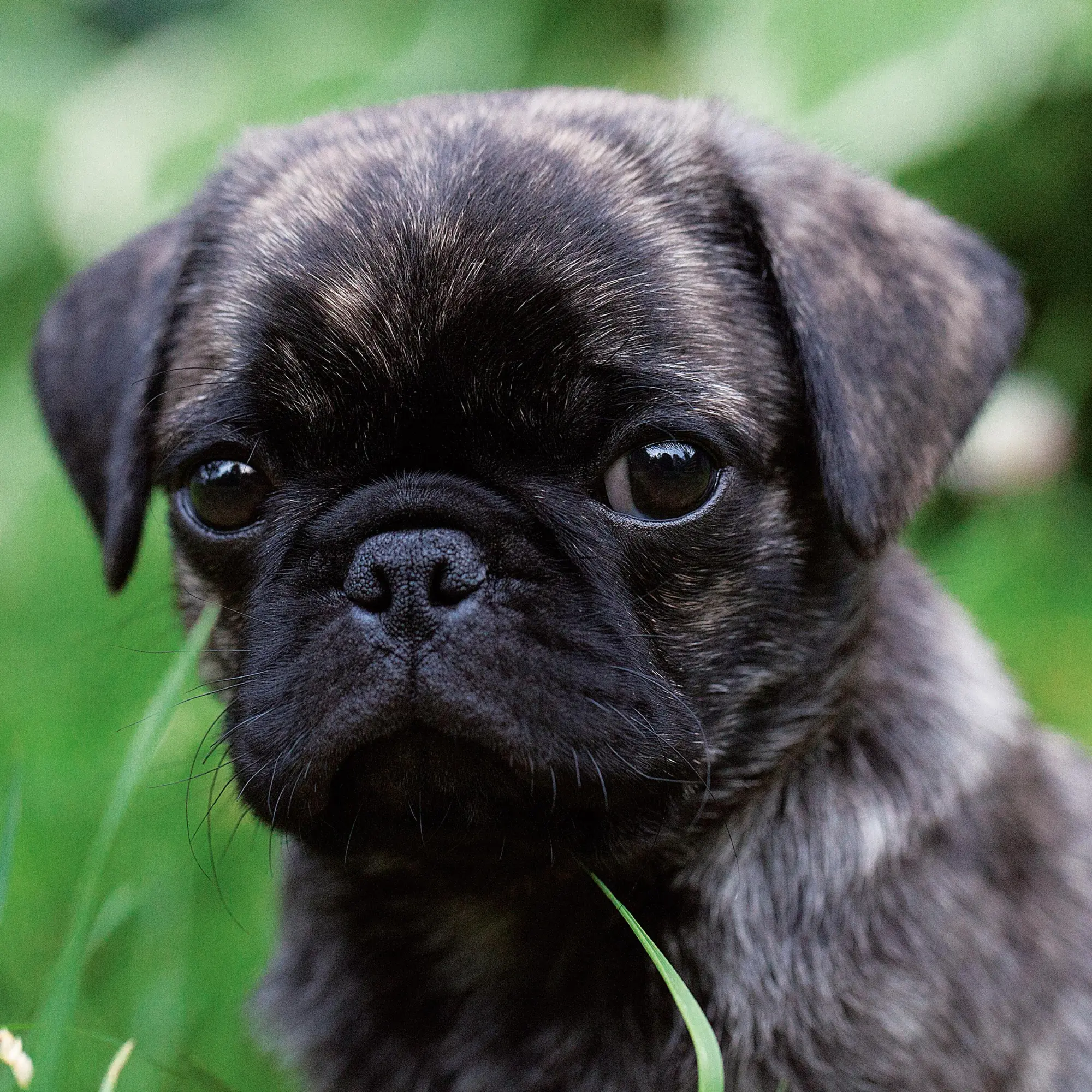 Bild: 9783959295918 | Möpse/Puglets 2026 | Kalender 2026 | Kalender | Artwork Edition | 2026