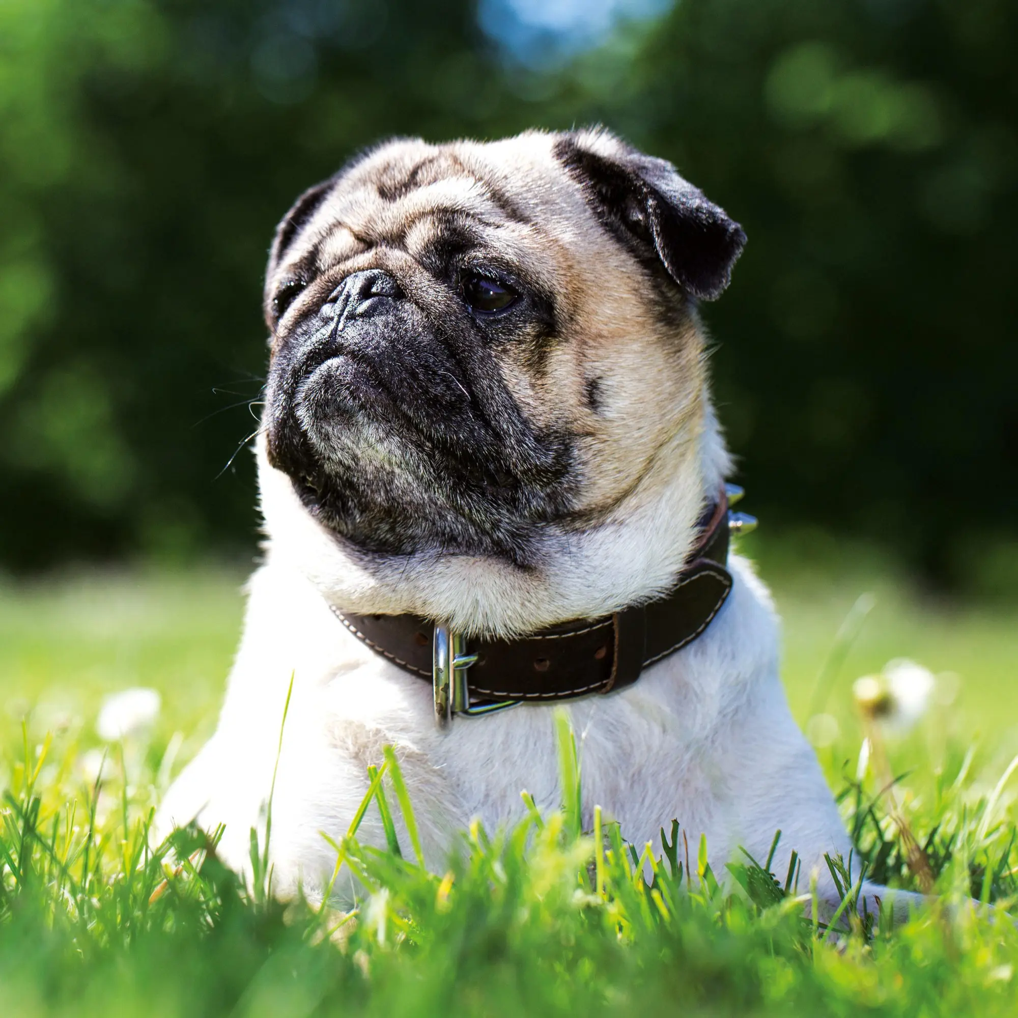 Bild: 9783959295918 | Möpse/Puglets 2026 | Kalender 2026 | Kalender | Artwork Edition | 2026