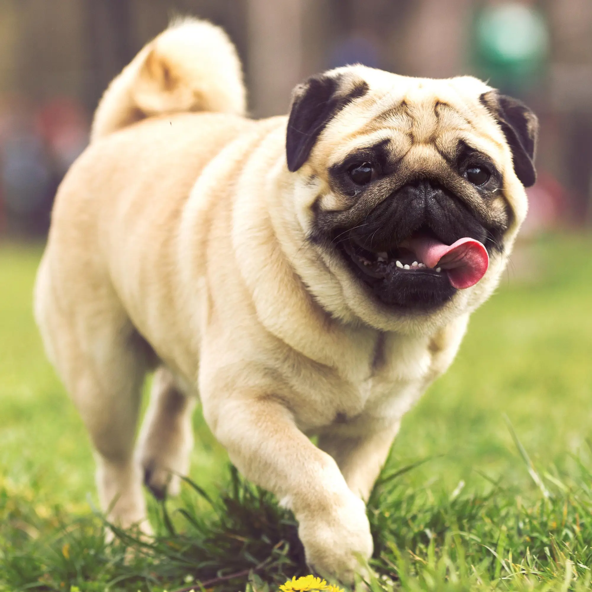 Bild: 9783959295918 | Möpse/Puglets 2026 | Kalender 2026 | Kalender | Artwork Edition | 2026