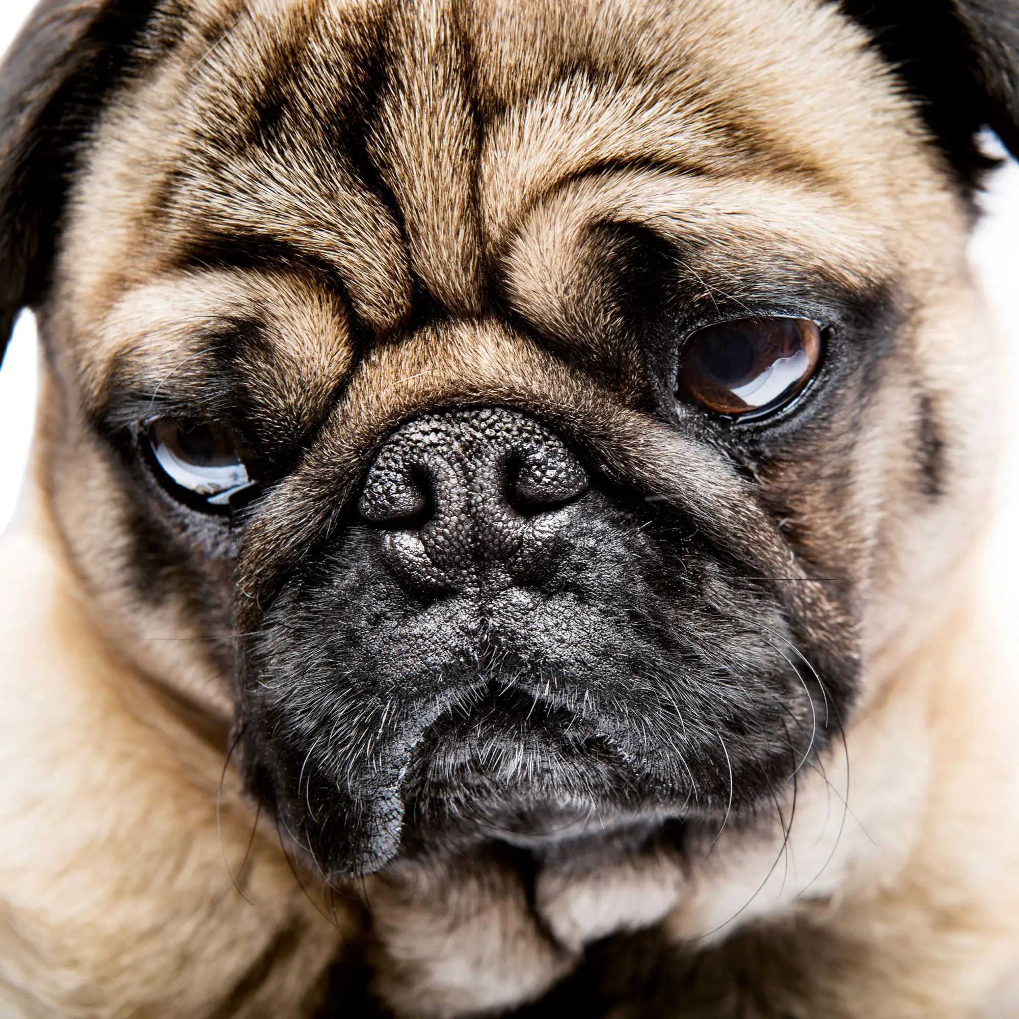 Bild: 9783959295918 | Möpse/Puglets 2026 | Kalender 2026 | Kalender | Artwork Edition | 2026