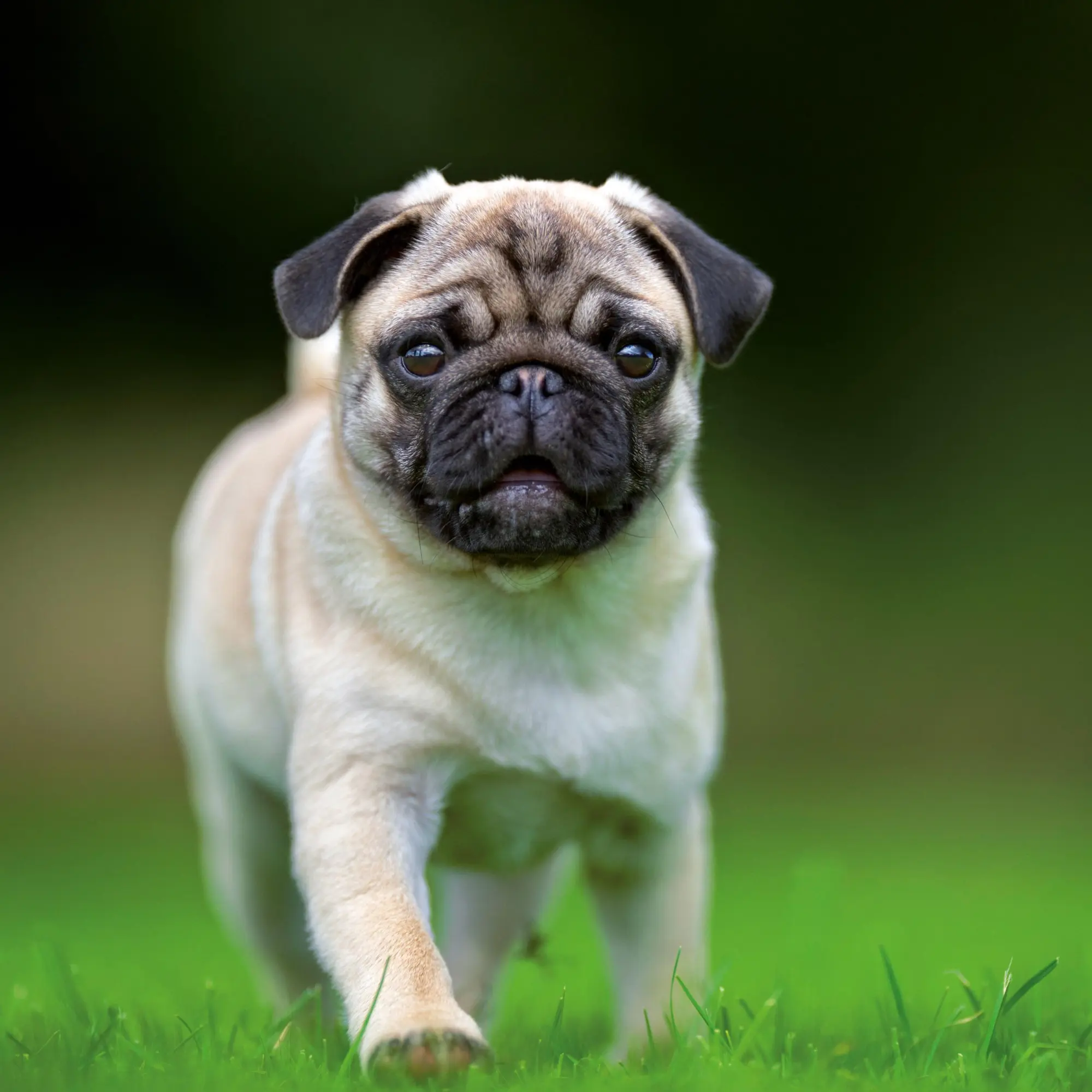 Bild: 9783959295918 | Möpse/Puglets 2026 | Kalender 2026 | Kalender | Artwork Edition | 2026