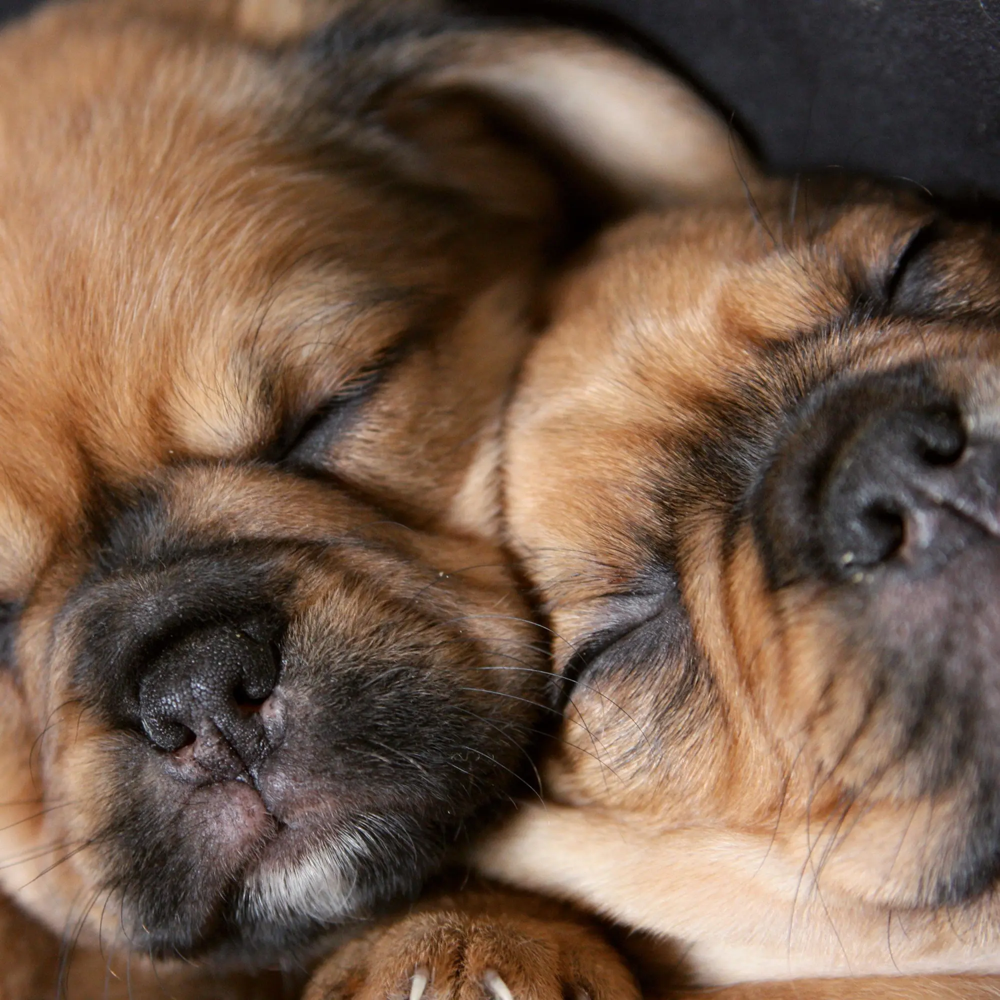 Bild: 9783959295918 | Möpse/Puglets 2026 | Kalender 2026 | Kalender | Artwork Edition | 2026
