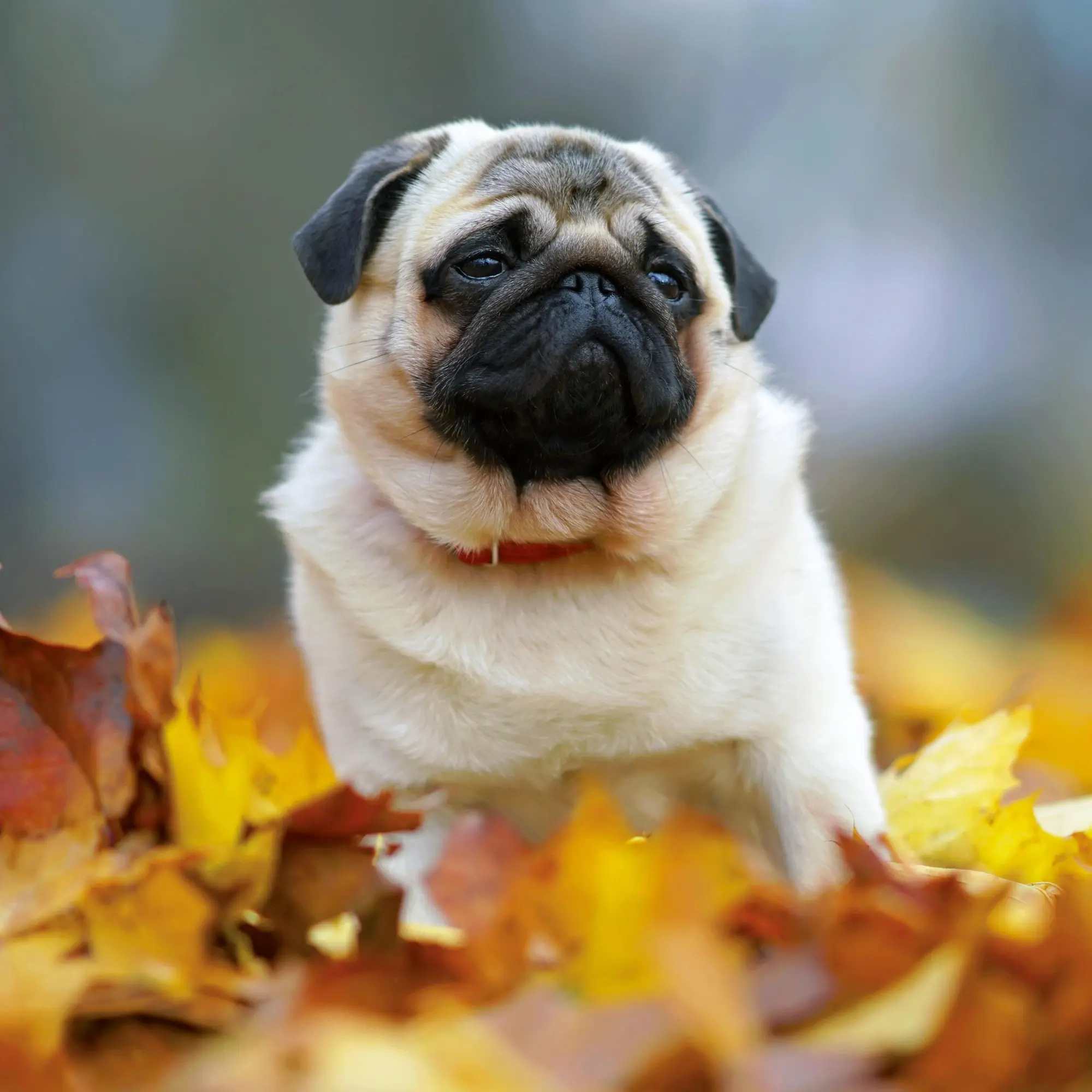 Bild: 9783959295918 | Möpse/Puglets 2026 | Kalender 2026 | Kalender | Artwork Edition | 2026