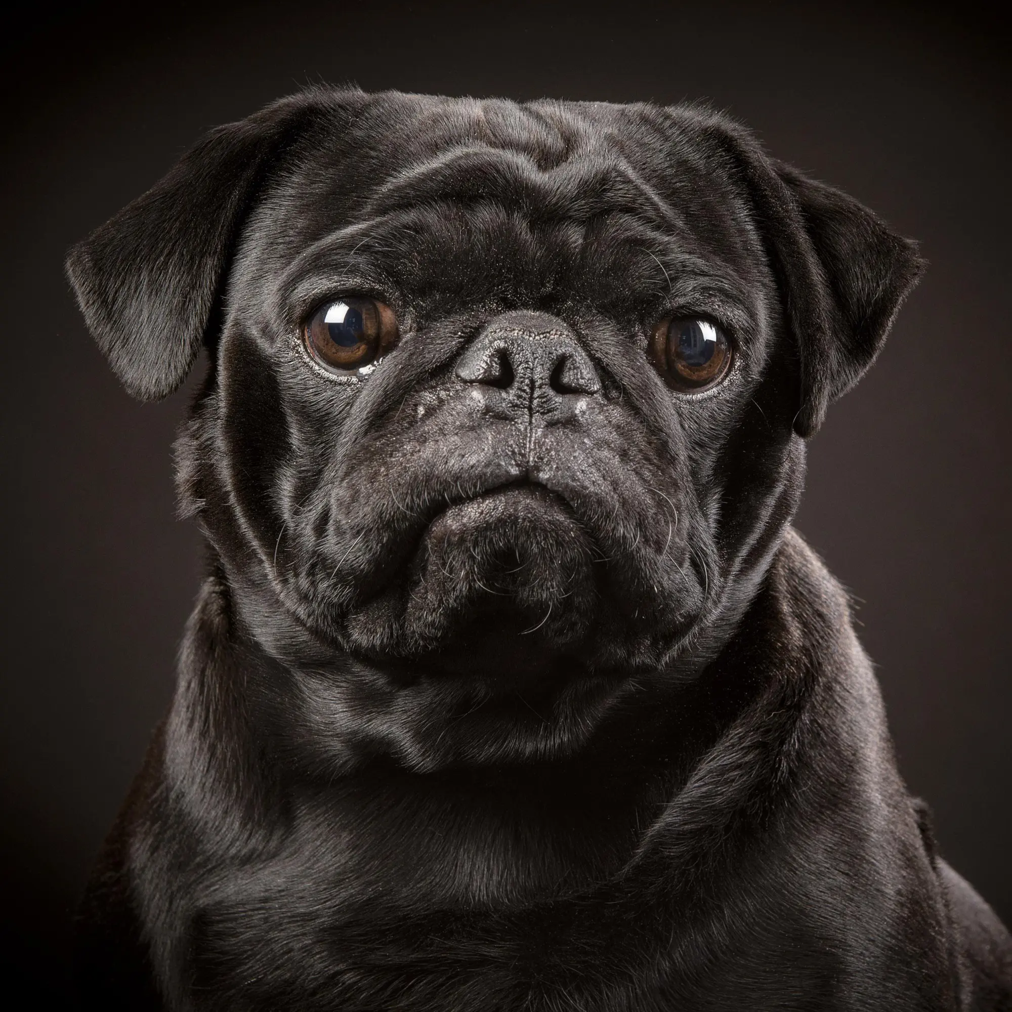 Bild: 9783959295918 | Möpse/Puglets 2026 | Kalender 2026 | Kalender | Artwork Edition | 2026