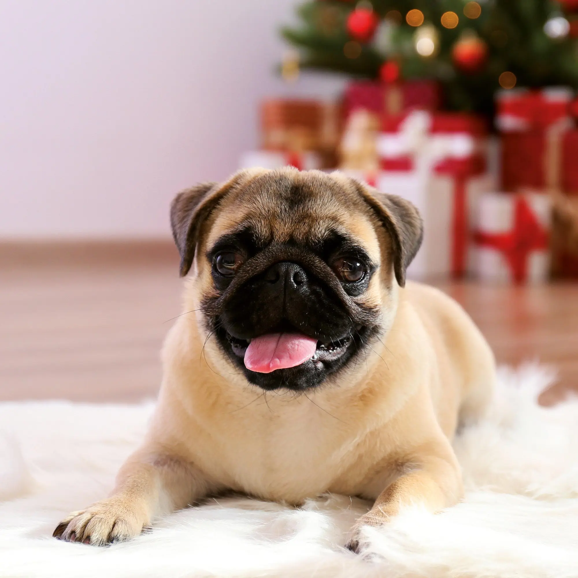 Bild: 9783959295918 | Möpse/Puglets 2026 | Kalender 2026 | Kalender | Artwork Edition | 2026