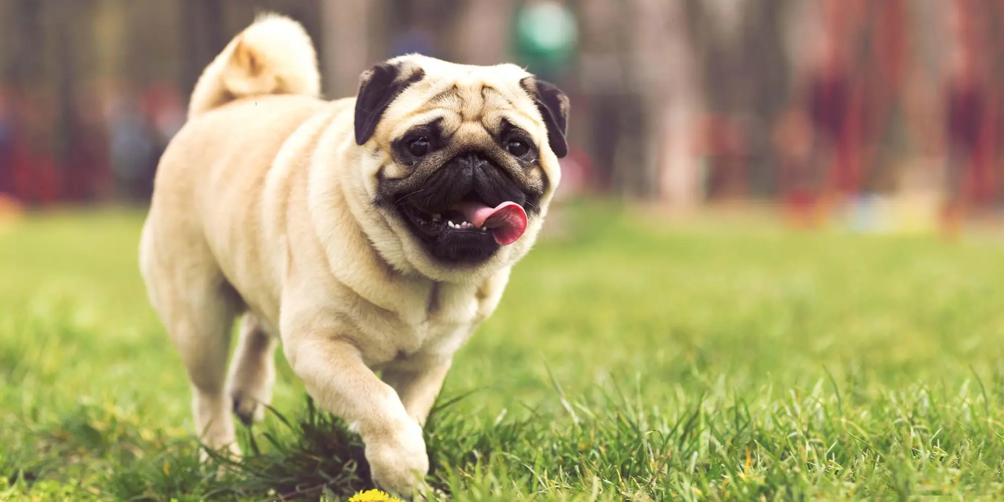 Bild: 9783959295918 | Möpse/Puglets 2026 | Kalender 2026 | Kalender | Artwork Edition | 2026