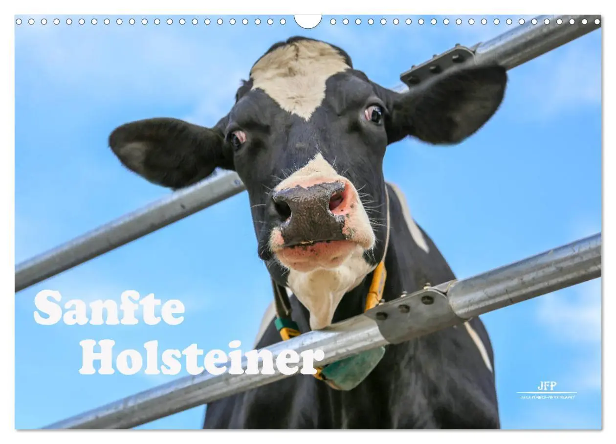 Cover: 9783457836118 | Sanfte Holsteiner (Wandkalender 2026 DIN A3 quer), CALVENDO...