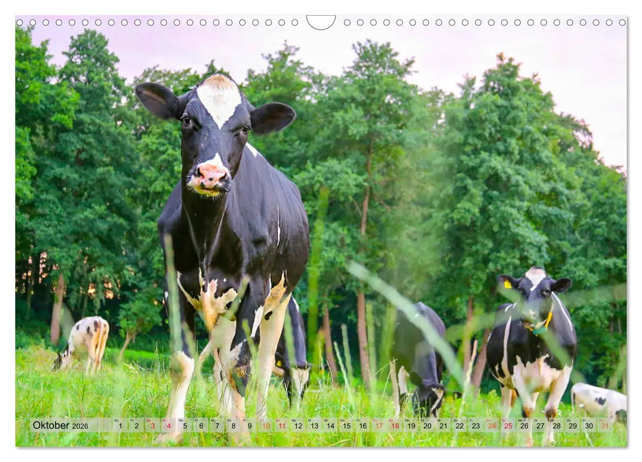 Bild: 9783457836118 | Sanfte Holsteiner (Wandkalender 2026 DIN A3 quer), CALVENDO...