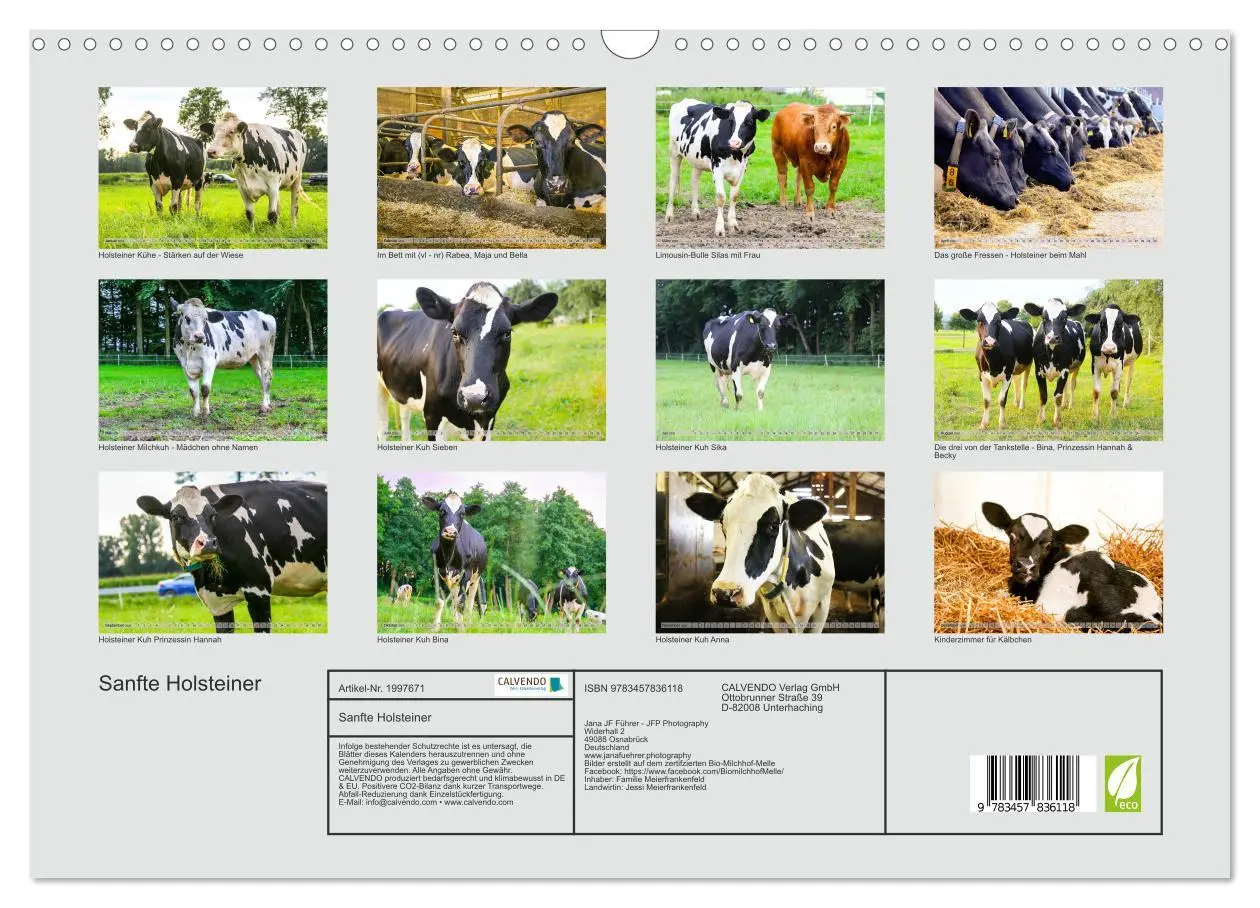 Bild: 9783457836118 | Sanfte Holsteiner (Wandkalender 2026 DIN A3 quer), CALVENDO...