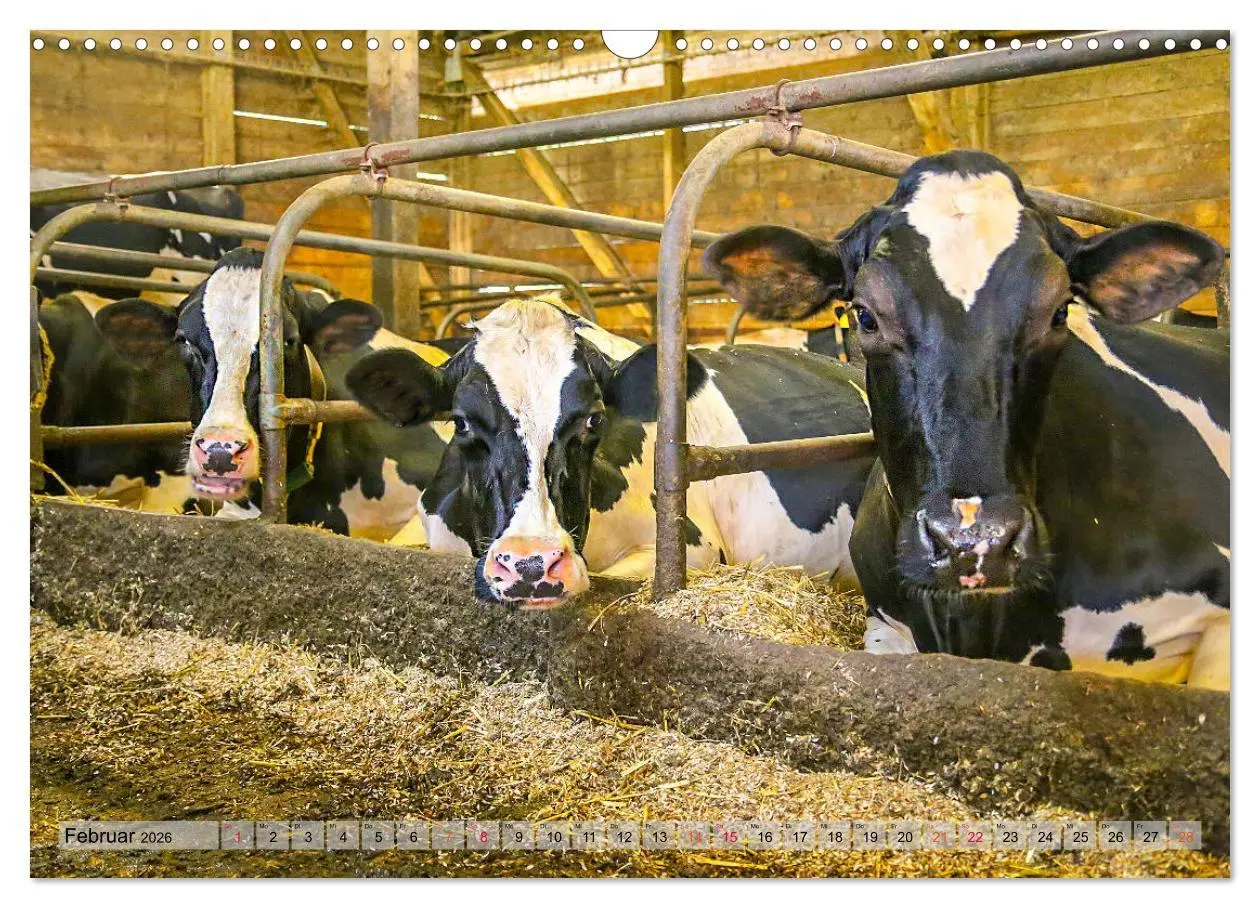 Bild: 9783457836118 | Sanfte Holsteiner (Wandkalender 2026 DIN A3 quer), CALVENDO...