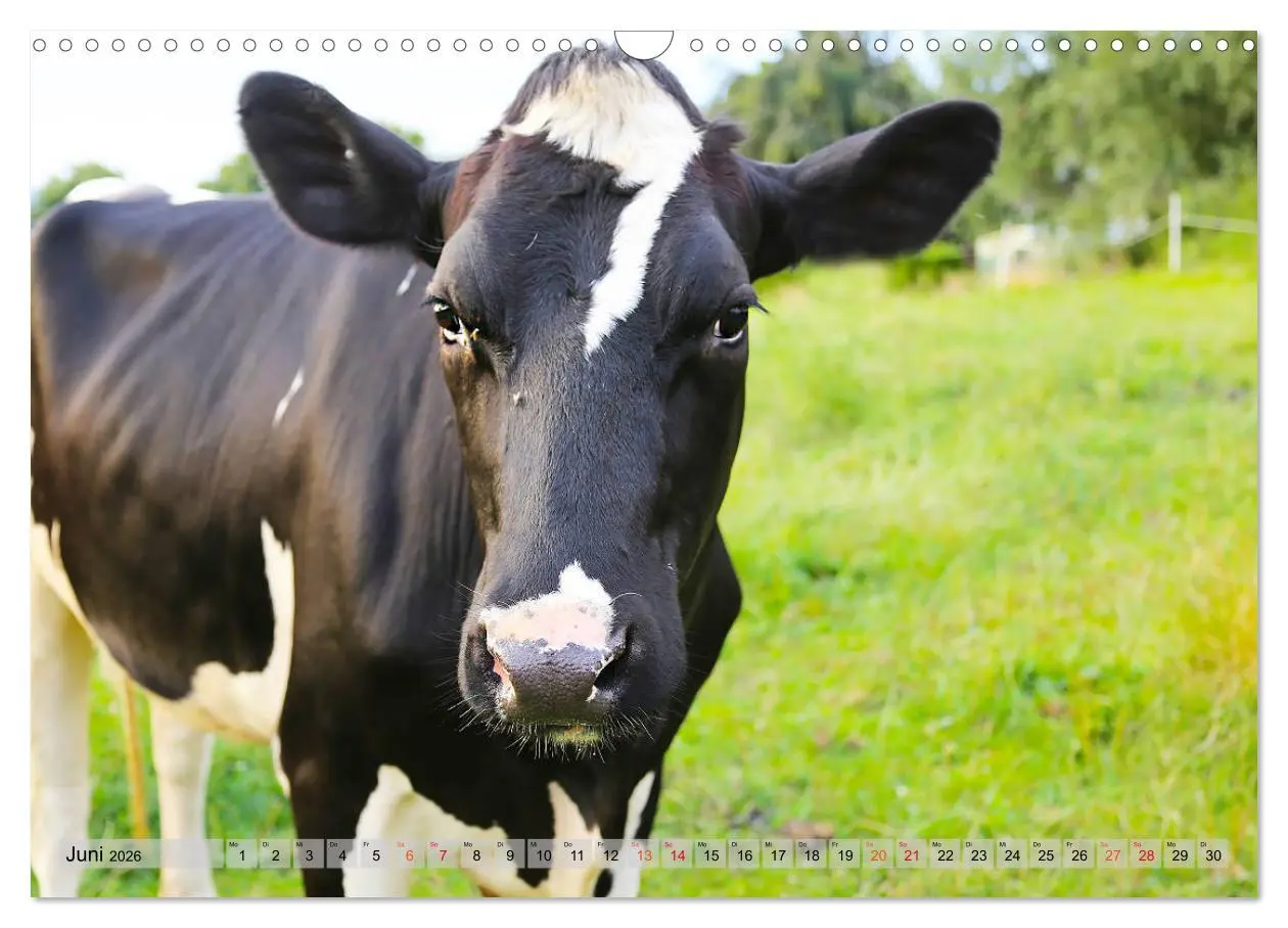 Bild: 9783457836118 | Sanfte Holsteiner (Wandkalender 2026 DIN A3 quer), CALVENDO...