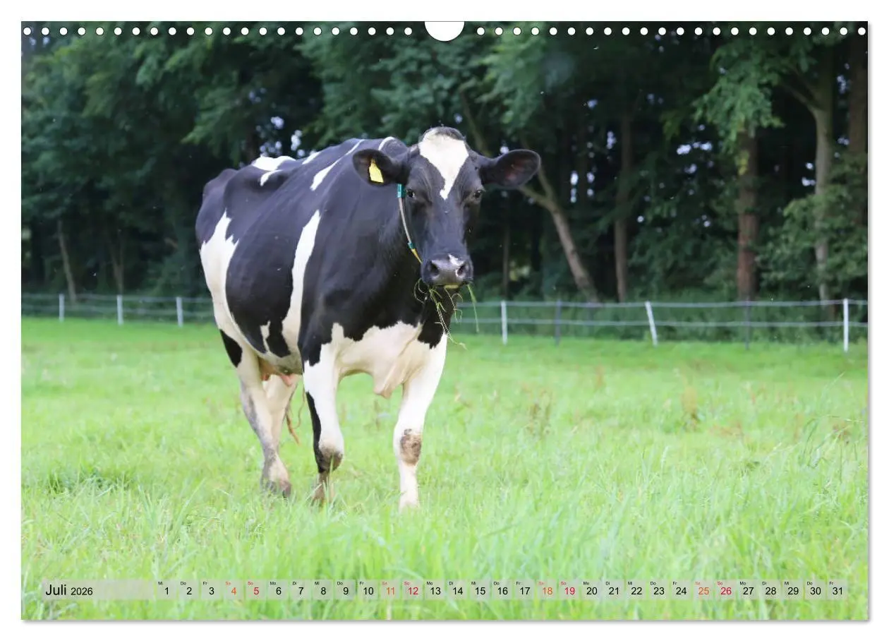 Bild: 9783457836118 | Sanfte Holsteiner (Wandkalender 2026 DIN A3 quer), CALVENDO...
