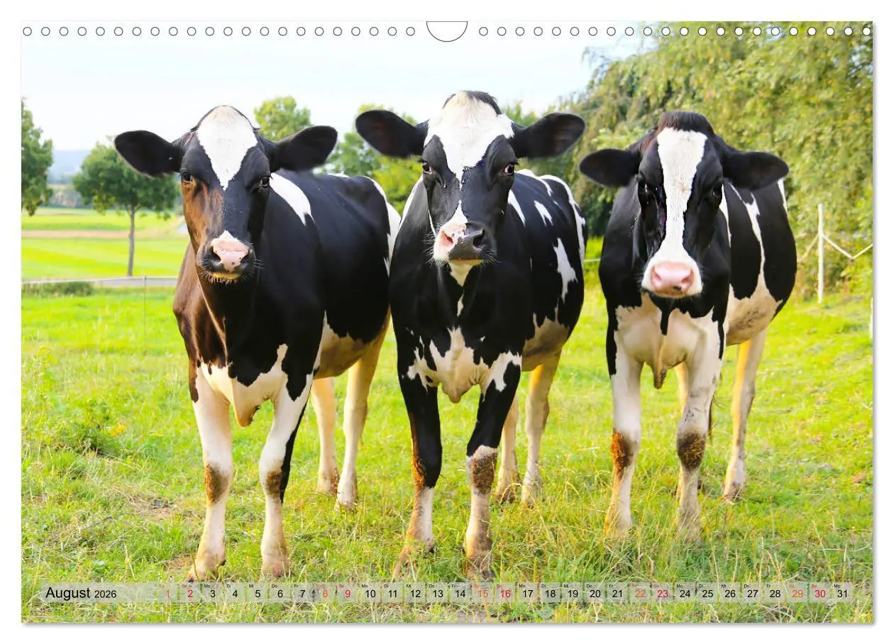 Bild: 9783457836118 | Sanfte Holsteiner (Wandkalender 2026 DIN A3 quer), CALVENDO...