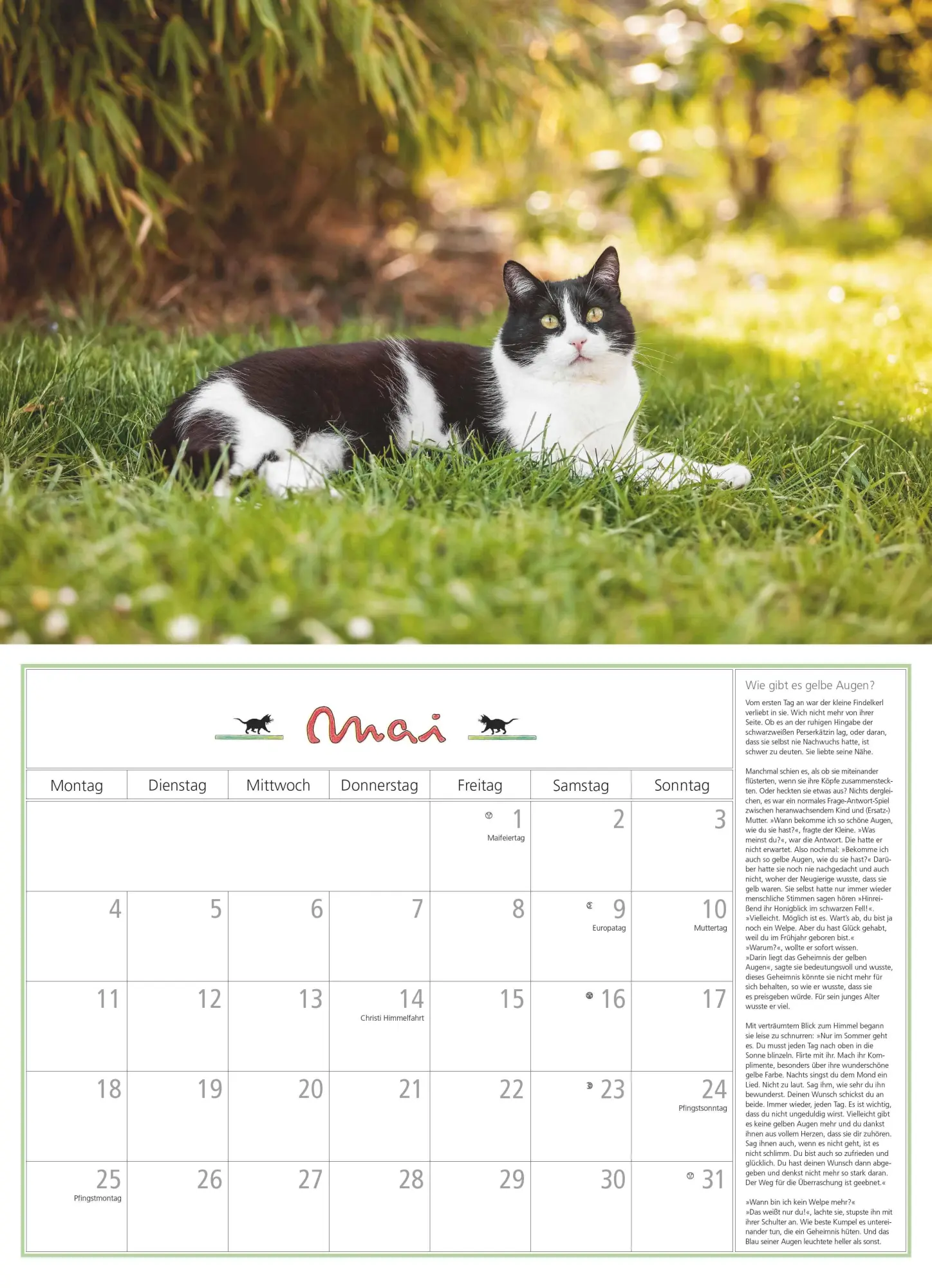 Bild: 4069095006218 | DUMONTS Katzenkalender 2026 - Broschürenkalender - Wandkalender -...