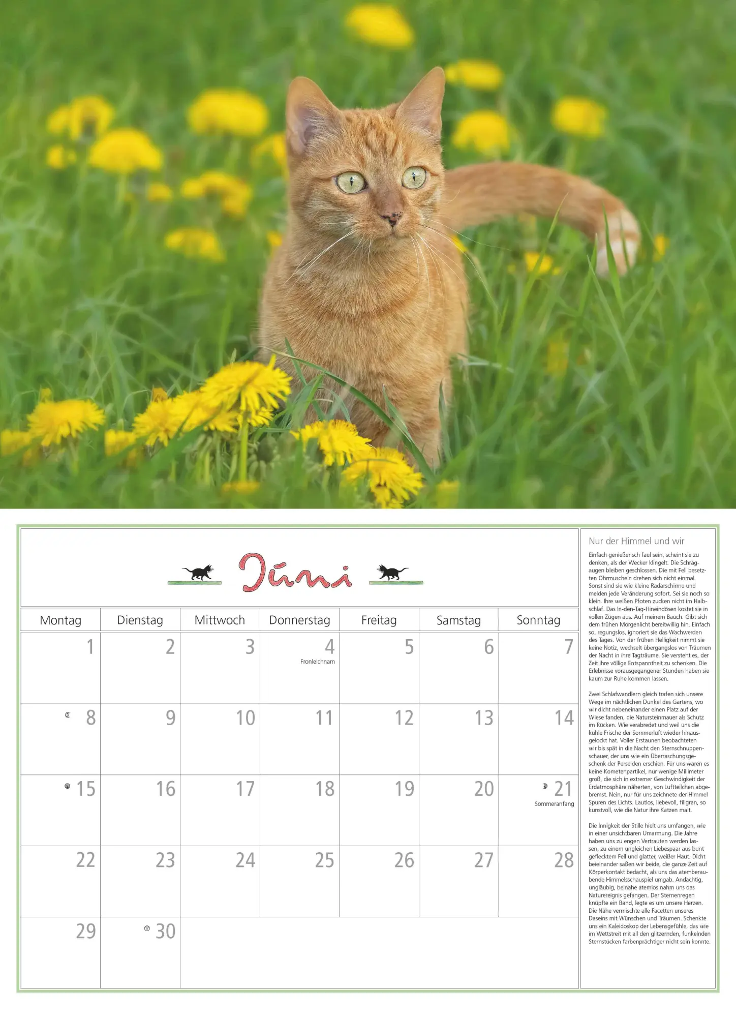 Bild: 4069095006218 | DUMONTS Katzenkalender 2026 - Broschürenkalender - Wandkalender -...