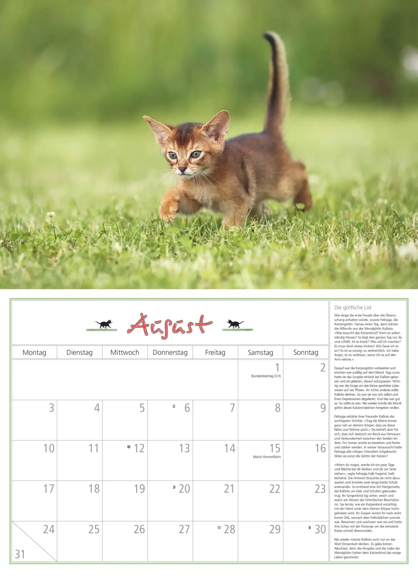 Bild: 4069095006218 | DUMONTS Katzenkalender 2026 - Broschürenkalender - Wandkalender -...