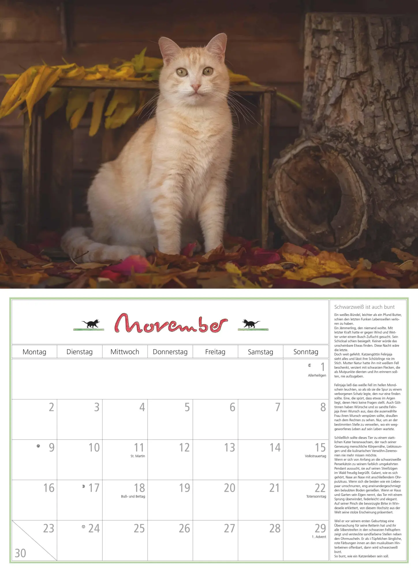 Bild: 4069095006218 | DUMONTS Katzenkalender 2026 - Broschürenkalender - Wandkalender -...