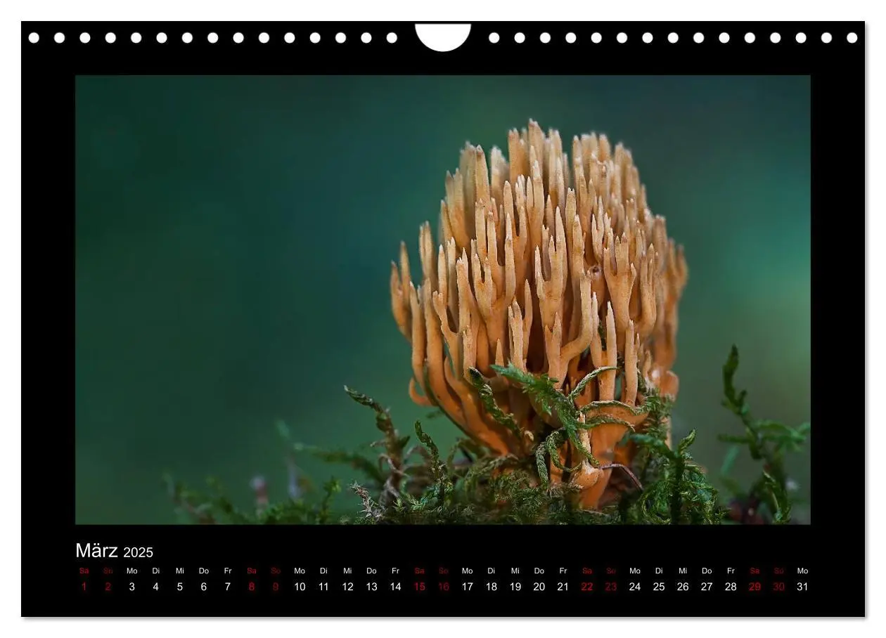 Bild: 9783435426218 | Pilzgalerie - Heimische Pilze aus der Region Rheinland-Pfalz...
