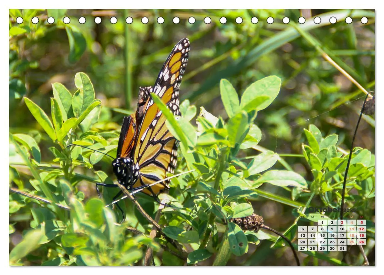 Bild: 9783457206218 | Kanadas charmante Kleintiere - Bezaubernde Einblicke in die Natur...