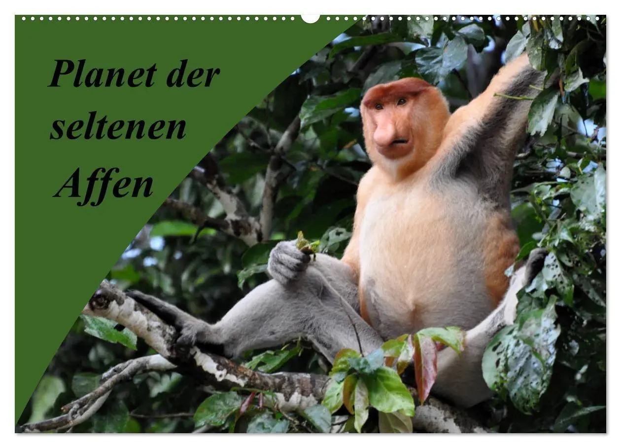 Cover: 9783569786318 | Planet der seltenen Affen (Wandkalender 2027 DIN A2 quer), CALVENDO...