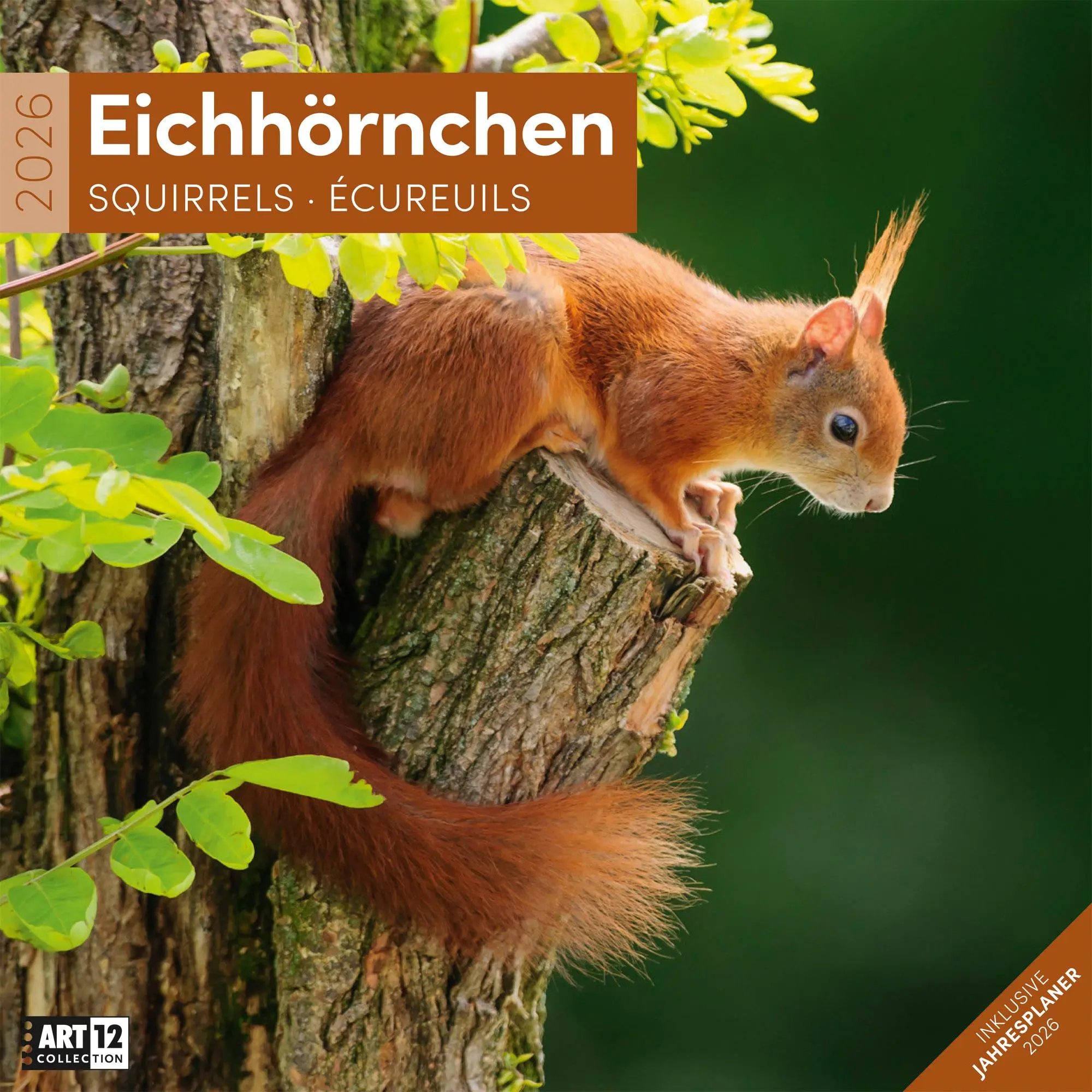 Cover: 9783838446318 | Eichhörnchen Kalender 2026 - 30x30 | Ackermann Kunstverlag GmbH | 2026