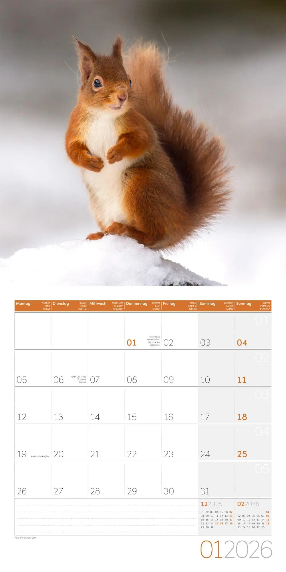 Bild: 9783838446318 | Eichhörnchen Kalender 2026 - 30x30 | Ackermann Kunstverlag GmbH | 2026