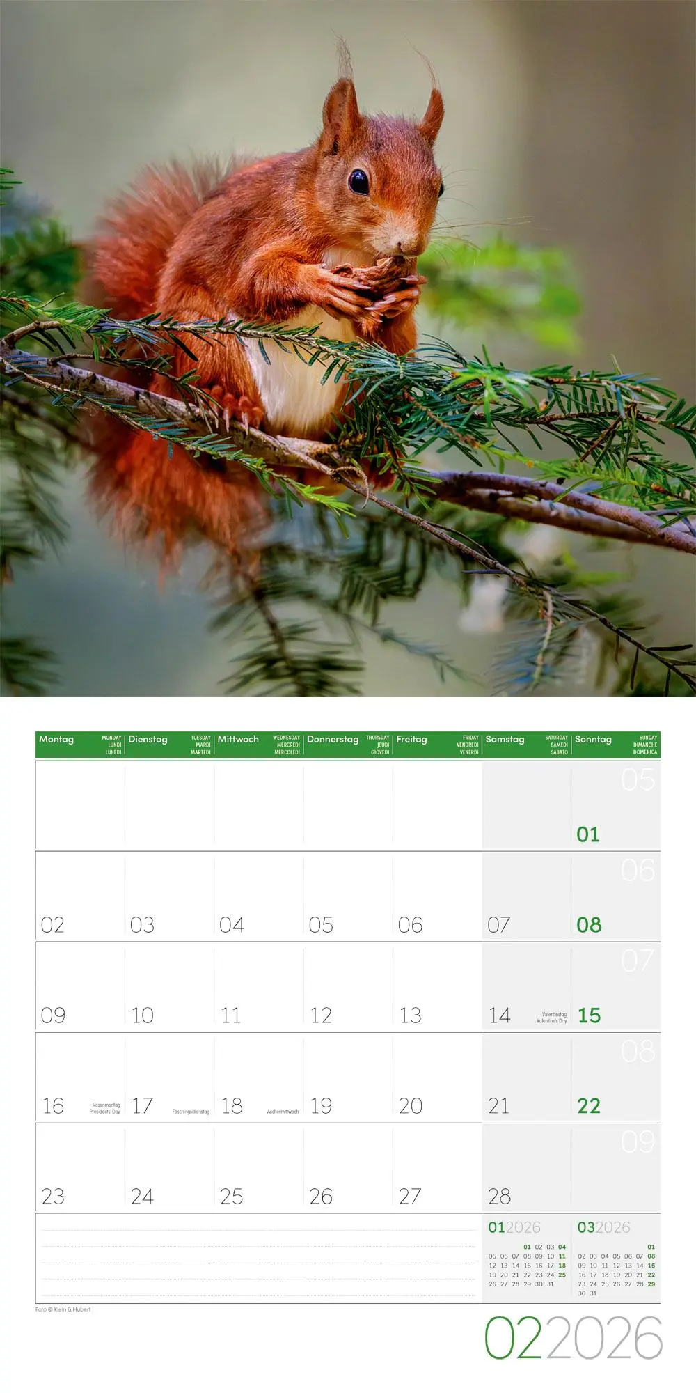 Bild: 9783838446318 | Eichhörnchen Kalender 2026 - 30x30 | Ackermann Kunstverlag GmbH | 2026