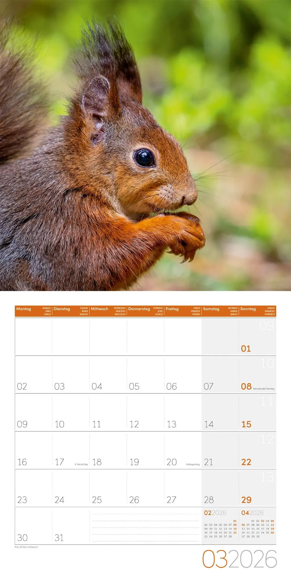 Bild: 9783838446318 | Eichhörnchen Kalender 2026 - 30x30 | Ackermann Kunstverlag GmbH | 2026