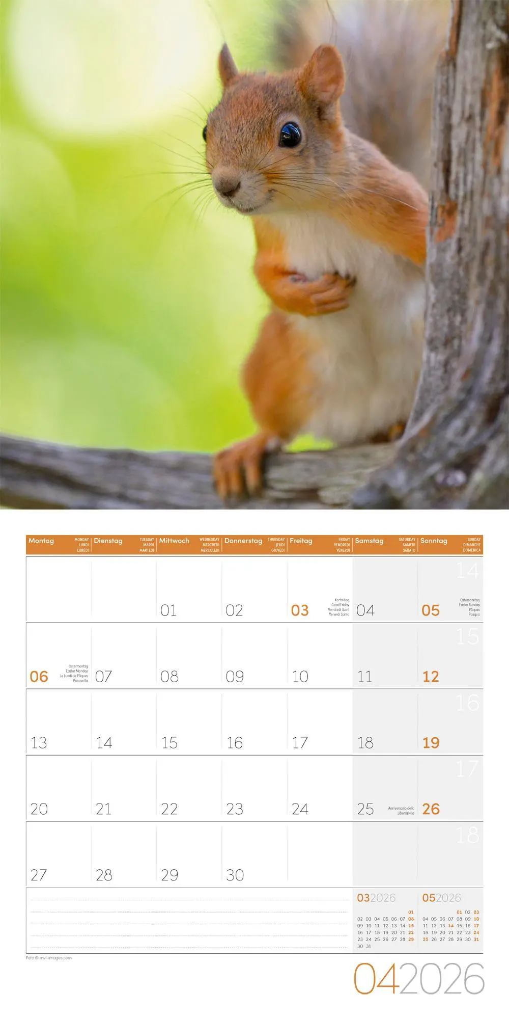 Bild: 9783838446318 | Eichhörnchen Kalender 2026 - 30x30 | Ackermann Kunstverlag GmbH | 2026