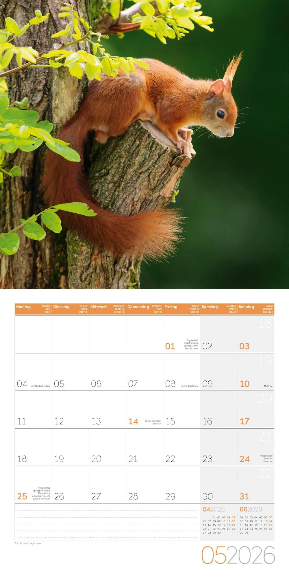 Bild: 9783838446318 | Eichhörnchen Kalender 2026 - 30x30 | Ackermann Kunstverlag GmbH | 2026