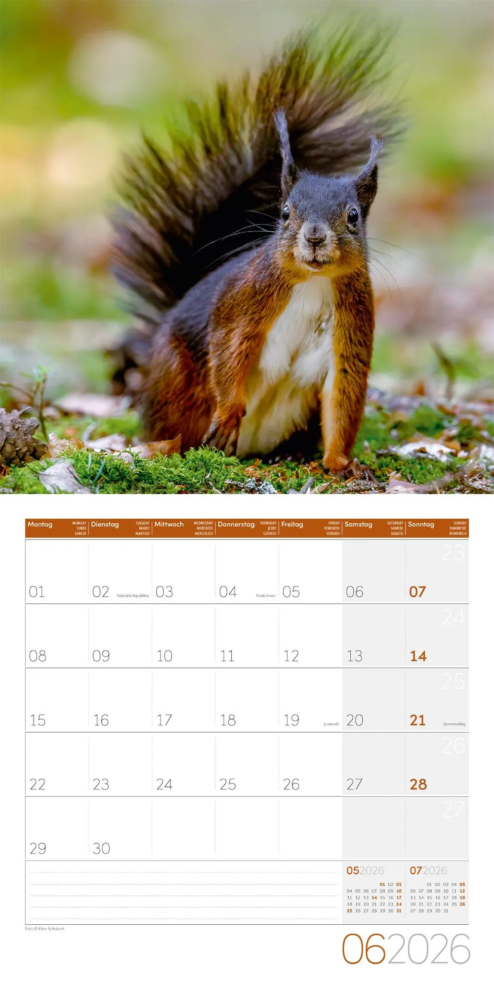 Bild: 9783838446318 | Eichhörnchen Kalender 2026 - 30x30 | Ackermann Kunstverlag GmbH | 2026