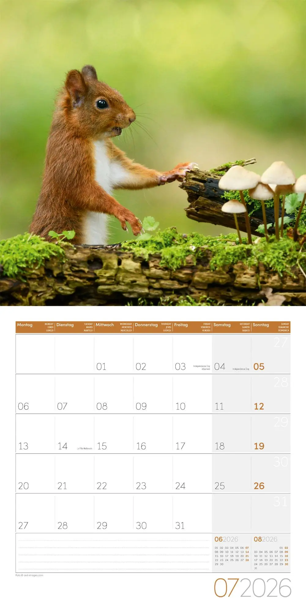 Bild: 9783838446318 | Eichhörnchen Kalender 2026 - 30x30 | Ackermann Kunstverlag GmbH | 2026
