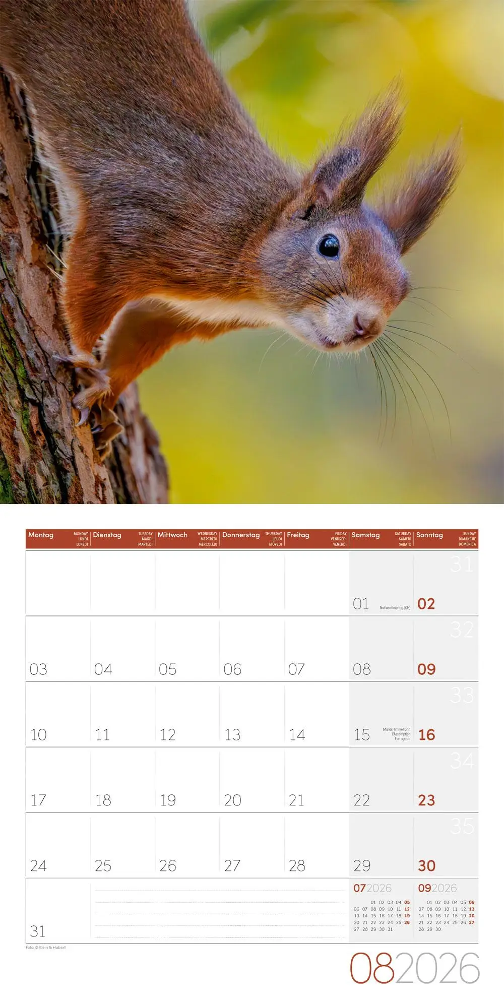 Bild: 9783838446318 | Eichhörnchen Kalender 2026 - 30x30 | Ackermann Kunstverlag GmbH | 2026