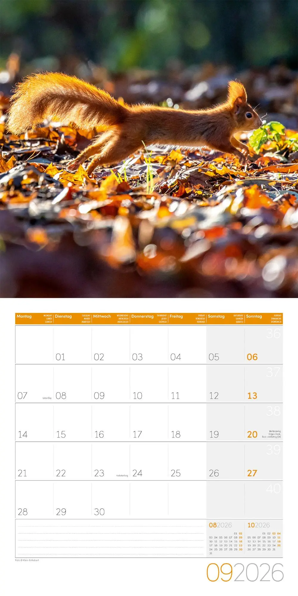 Bild: 9783838446318 | Eichhörnchen Kalender 2026 - 30x30 | Ackermann Kunstverlag GmbH | 2026
