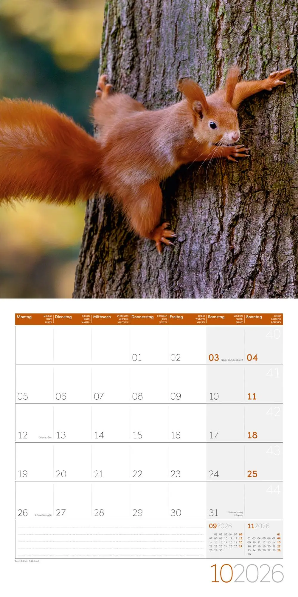 Bild: 9783838446318 | Eichhörnchen Kalender 2026 - 30x30 | Ackermann Kunstverlag GmbH | 2026