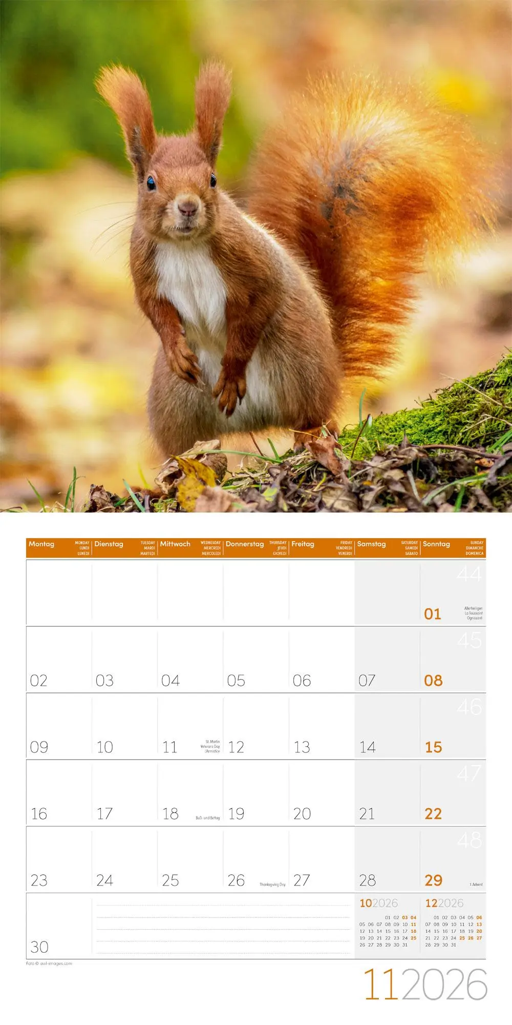 Bild: 9783838446318 | Eichhörnchen Kalender 2026 - 30x30 | Ackermann Kunstverlag GmbH | 2026