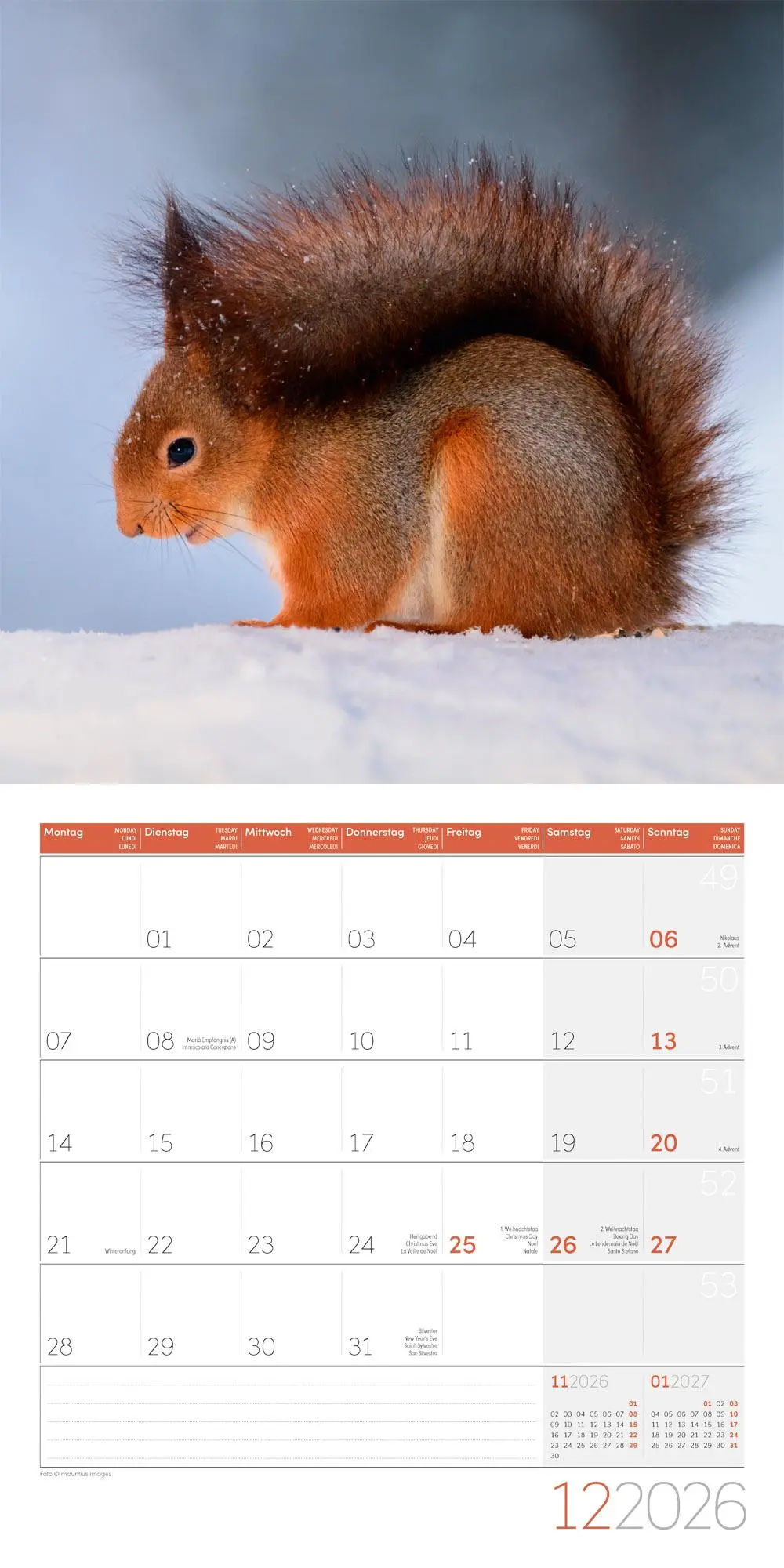 Bild: 9783838446318 | Eichhörnchen Kalender 2026 - 30x30 | Ackermann Kunstverlag GmbH | 2026