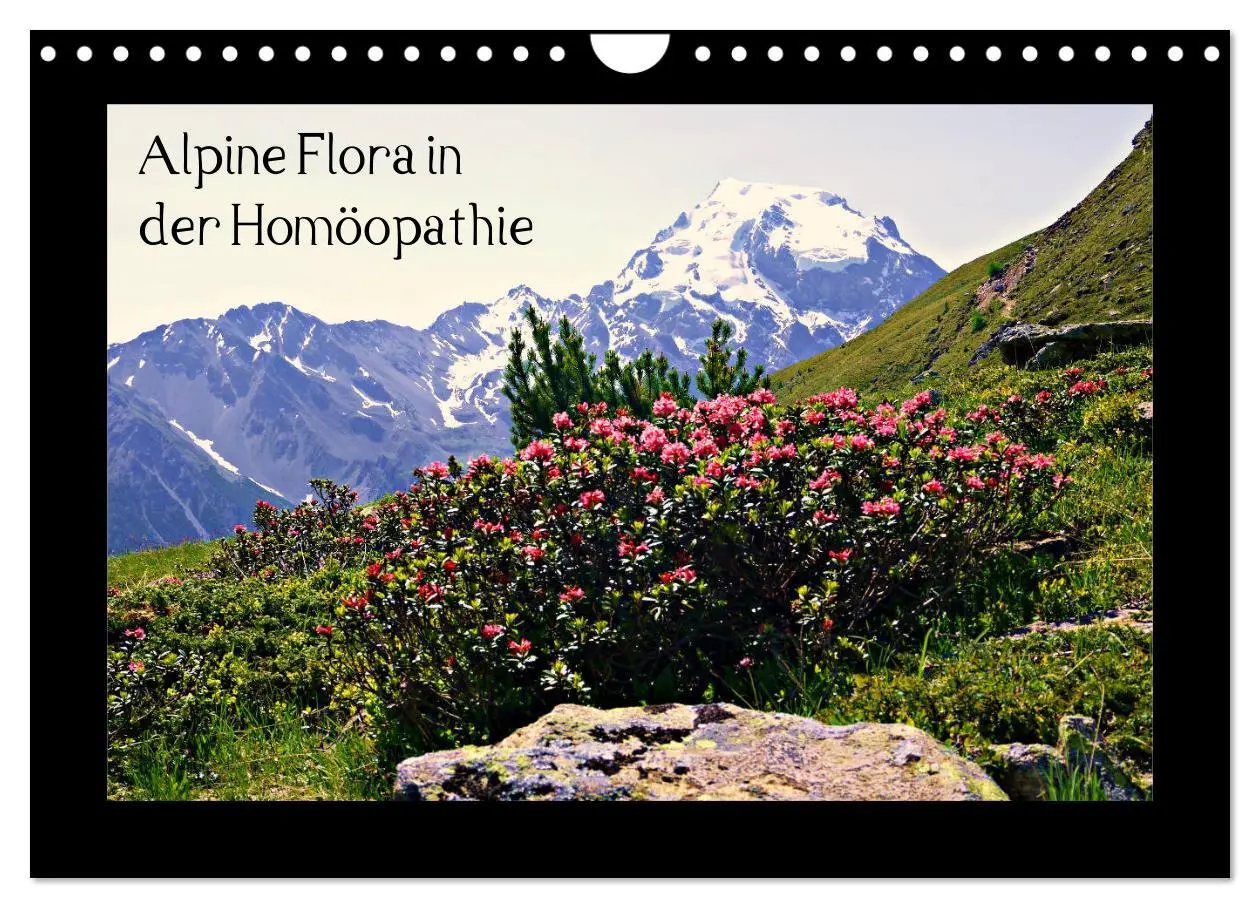 Cover: 9783457896518 | Alpine Flora in der Homöopathie (Wandkalender 2026 DIN A4 quer),...