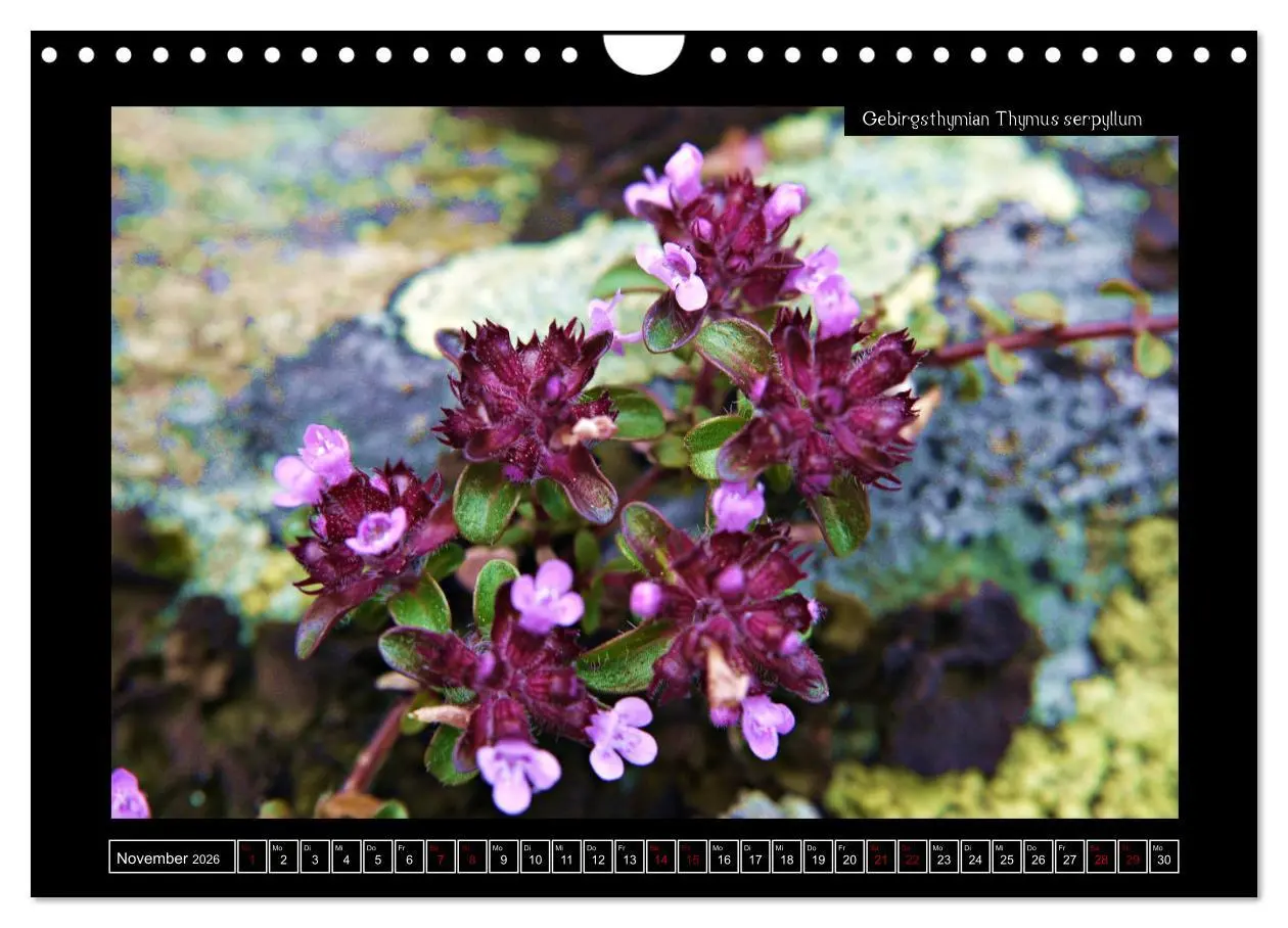 Bild: 9783457896518 | Alpine Flora in der Homöopathie (Wandkalender 2026 DIN A4 quer),...