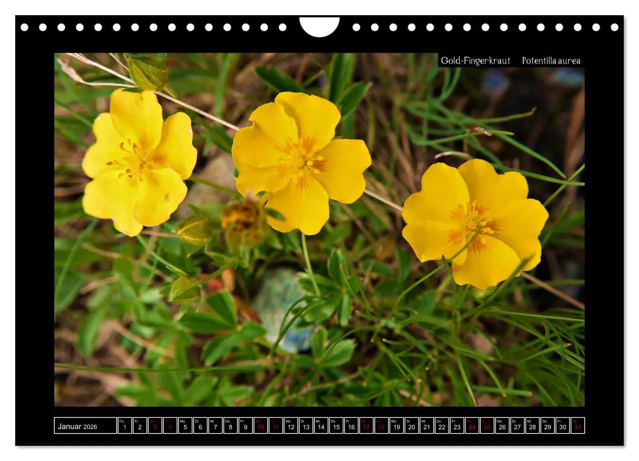 Bild: 9783457896518 | Alpine Flora in der Homöopathie (Wandkalender 2026 DIN A4 quer),...