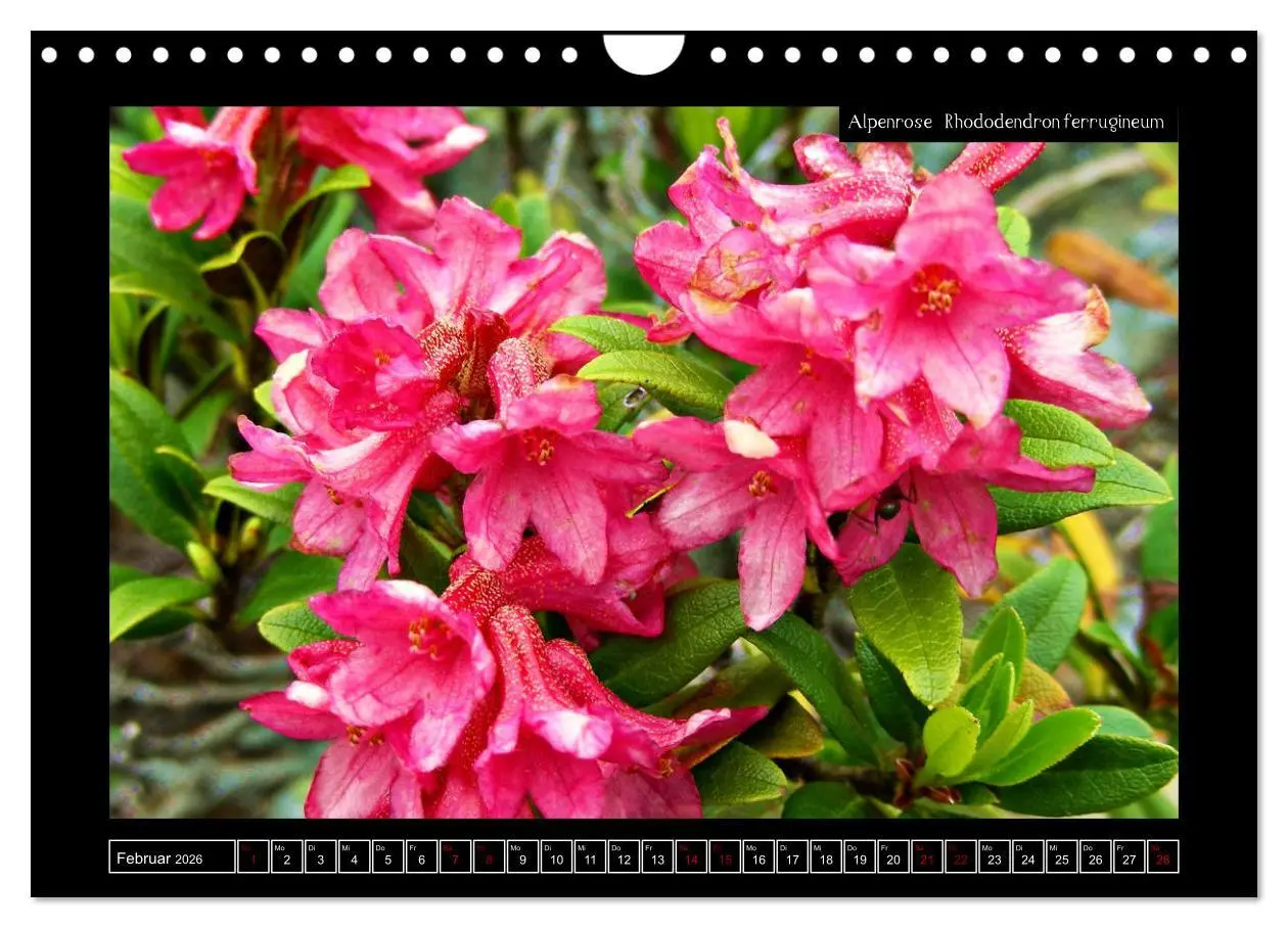 Bild: 9783457896518 | Alpine Flora in der Homöopathie (Wandkalender 2026 DIN A4 quer),...