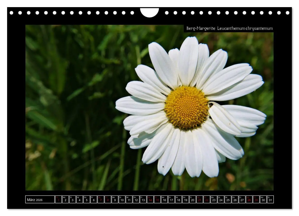 Bild: 9783457896518 | Alpine Flora in der Homöopathie (Wandkalender 2026 DIN A4 quer),...