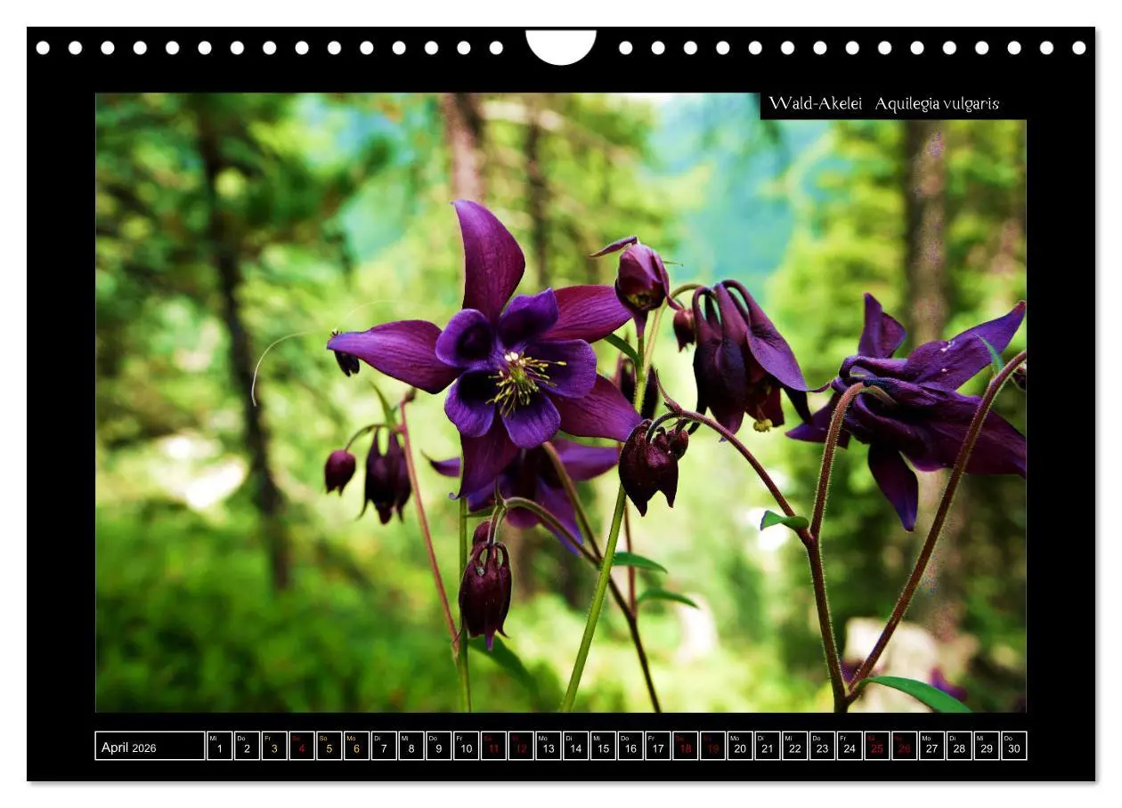 Bild: 9783457896518 | Alpine Flora in der Homöopathie (Wandkalender 2026 DIN A4 quer),...