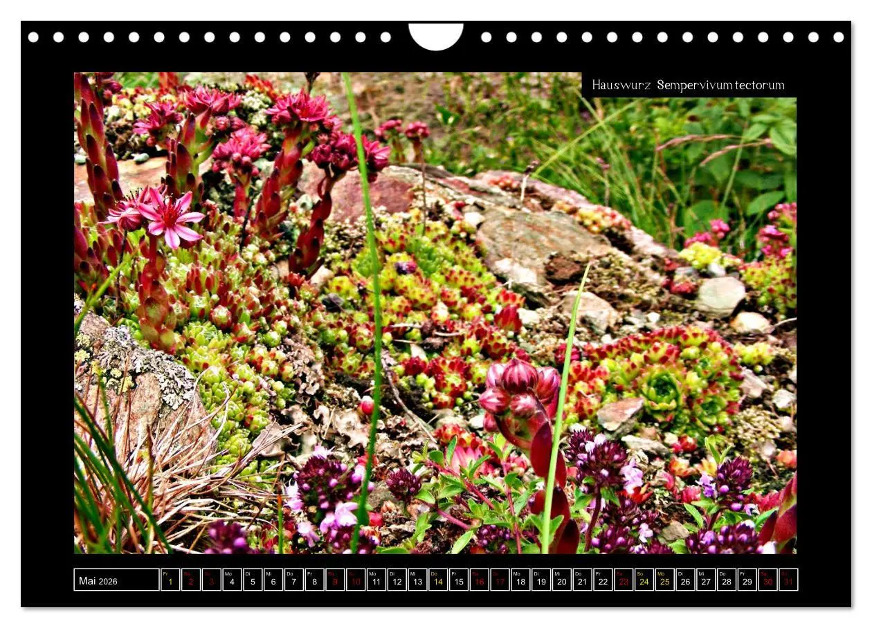 Bild: 9783457896518 | Alpine Flora in der Homöopathie (Wandkalender 2026 DIN A4 quer),...