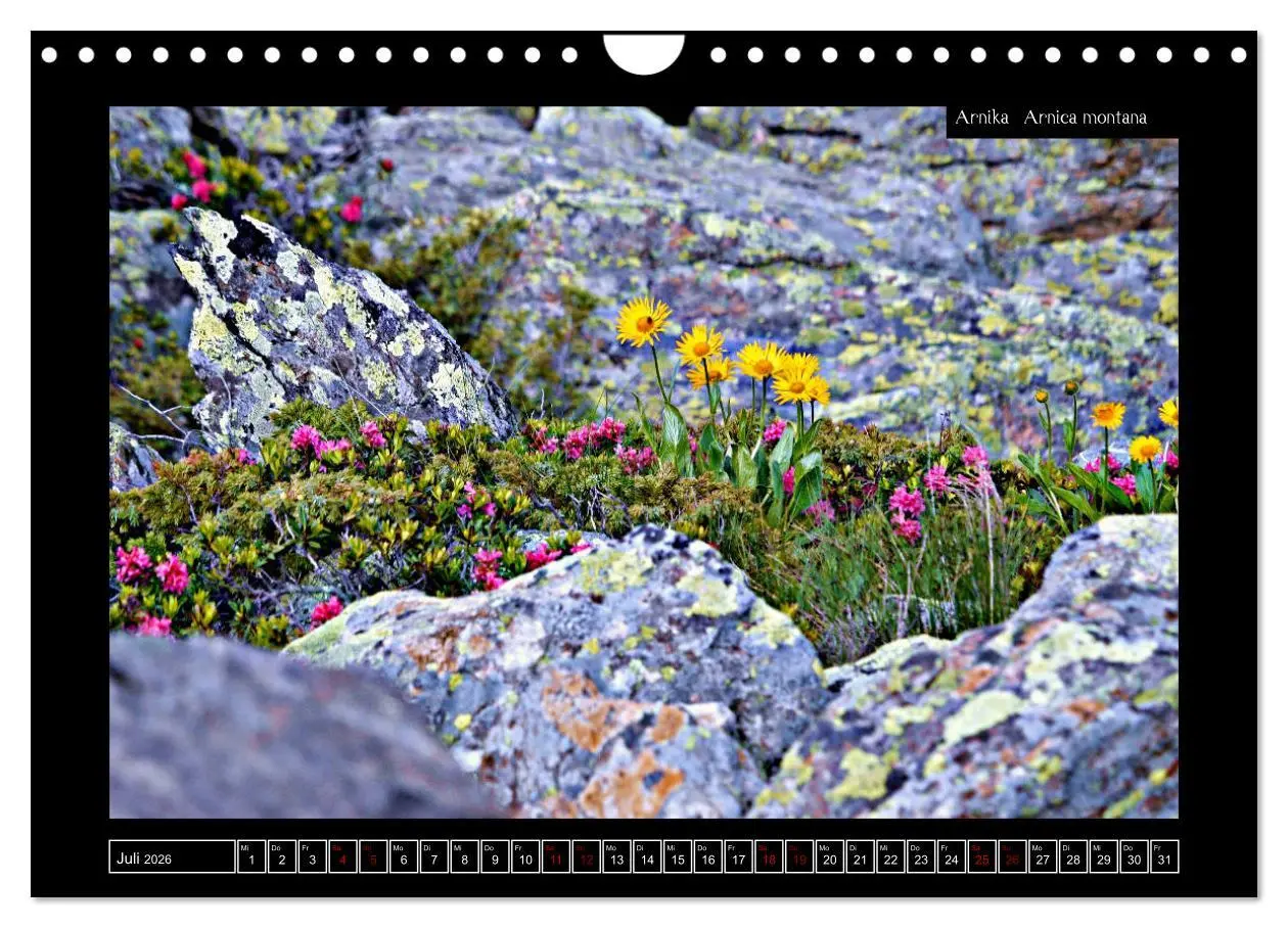 Bild: 9783457896518 | Alpine Flora in der Homöopathie (Wandkalender 2026 DIN A4 quer),...