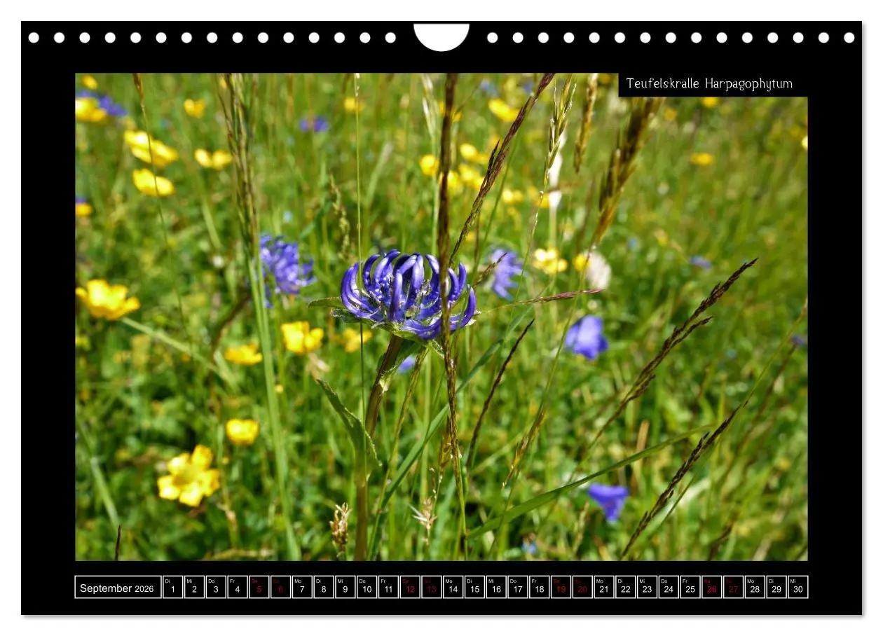 Bild: 9783457896518 | Alpine Flora in der Homöopathie (Wandkalender 2026 DIN A4 quer),...