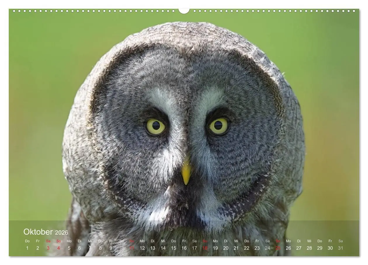 Bild: 9783516126518 | Eulen-Kalender (hochwertiger Premium Wandkalender 2026 DIN A2...