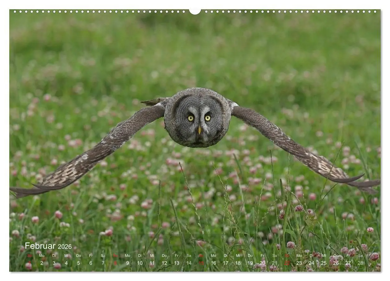 Bild: 9783516126518 | Eulen-Kalender (hochwertiger Premium Wandkalender 2026 DIN A2...